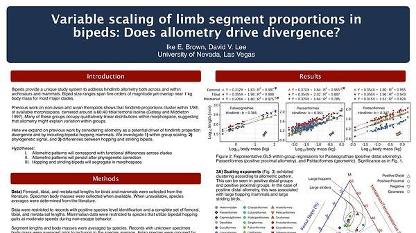 Variable scaling of limb segment proportions in bipeds: Does allometry drive divergence?