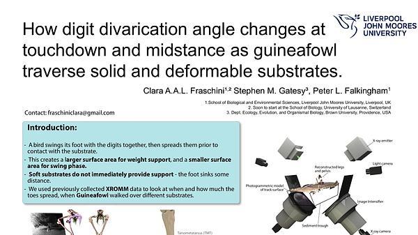 How digit divarication angle changes at touchdown and midstance as guineafowl traverse solid and deformable substrates.