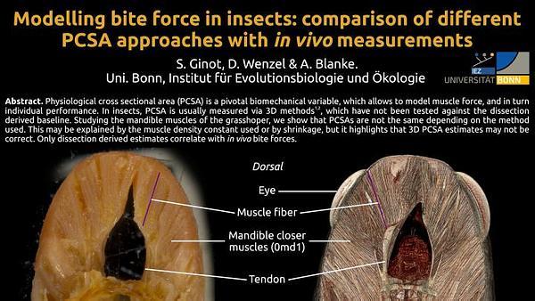 Modelling bite force in insects: comparison of different PCSA approaches with in vivo measurements