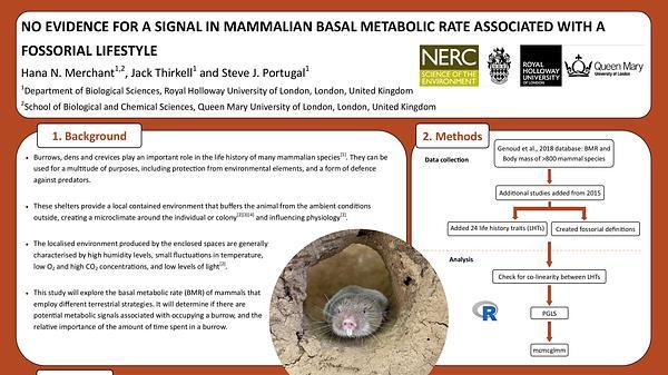 No evidence for a signal in mammalian basal metabolic rate associated with a fossorial lifestyle.