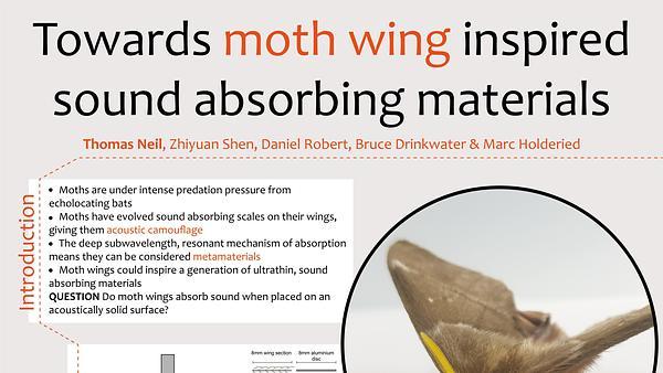 Towards moth wing inspired sound absorbing materials