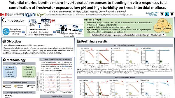 Potential marine benthic macro-invertebrates’ responses to flooding: in vitro responses to a combination of freshwater exposure, low pH and high turbidity on three intertidal mollusks