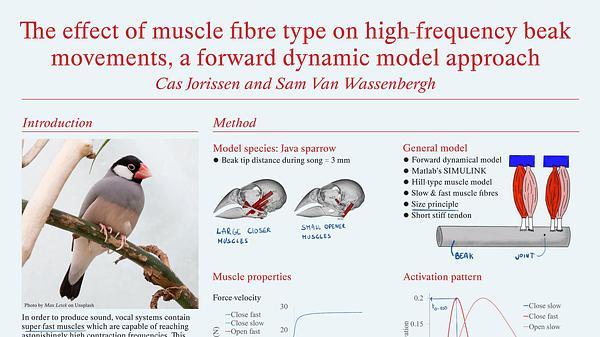 The effect of muscle fibre type on high-frequency beak movement: a forward dynamic modelling approach