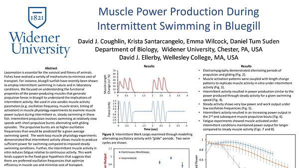 Muscle Power Production during Intermittent Swimming in Bluegill