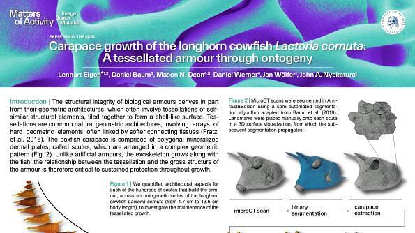 Carapace growth of the longhorn cowfish Lactoria cornuta: A tessellated armour through ontogeny