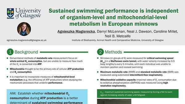 Sustained swimming performance is independent of organism-level and mitochondrial-level metabolism in European minnows.