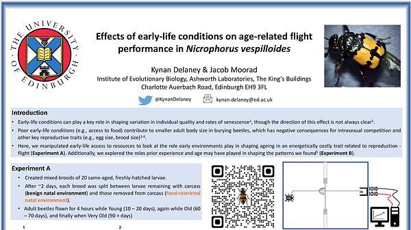 Effects of early-life conditions on age-related flight performance in Nicrophorus vespilloides 