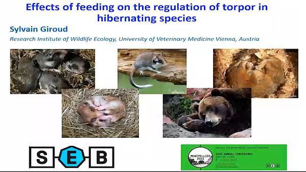 Effects of feeding on the energetics of torpor in hibernating species