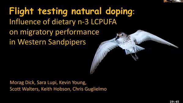 Flight testing natural doping: Influence of dietary n-3 long chain polyunsaturated fatty acids on migratory performance in western sandpipers