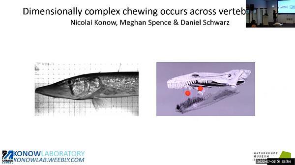 Dimensionally complex chewing kinematics occur across vertebrates