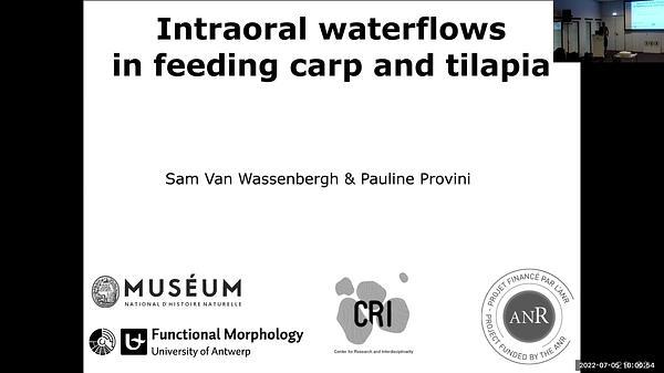 Intraoral waterflows in feeding carp and tilapia