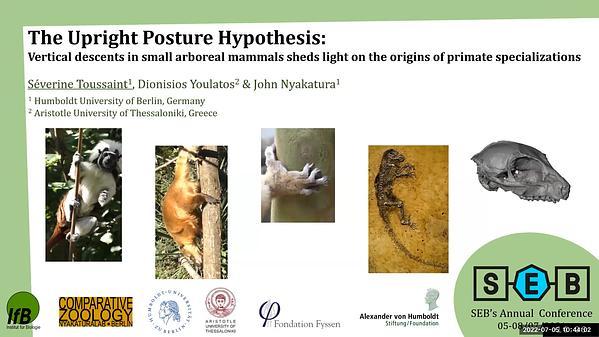 The upright posture hypothesis: vertical descents in small arboreal mammals sheds light on the origins of primate specializations