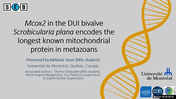 Mcox2 in the DUI bivalve Scrobicularia plana encodes the longest known mitochondrial protein in metazoans