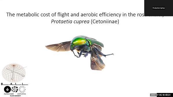 The metabolic cost of flight and aerobic efficiency in the rose chafer, Protaetia cuprea (Cetoniinae)