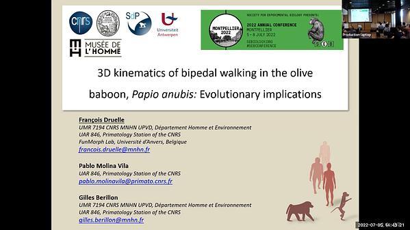3D kinematics of bipedal walking in the olive baboon, Papio anubis: evolutionary implications