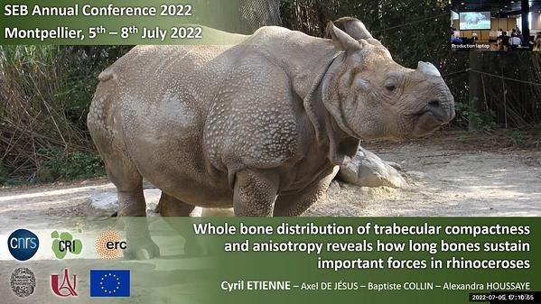 Whole bone distribution of trabecular compactness and anisotropy reveals how long bones sustain important forces in rhinoceroses
