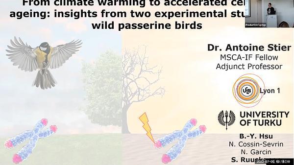From climate warming to accelerated cellular ageing: insights from two experimental studies in wild passerine birds