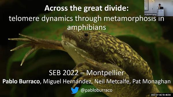 Across the great divide: telomere dynamics through metamorphosis in amphibians
