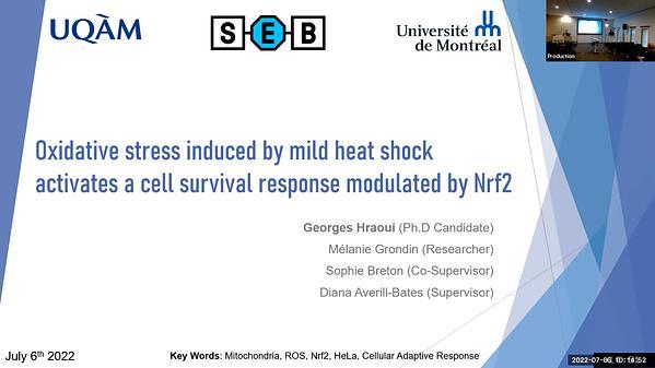Oxidative stress induced by mild heat shock at 40°C activates a cell survival response modulated by Nrf2