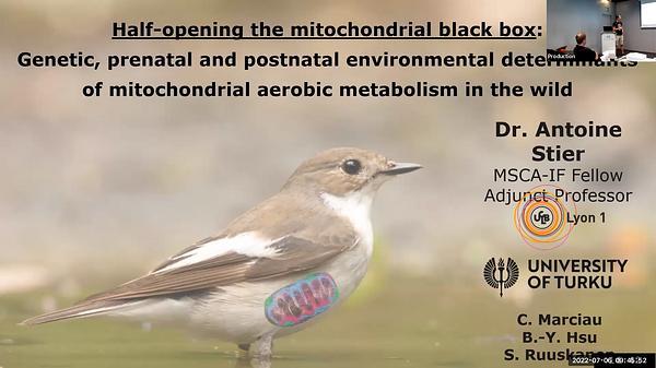 Half-opening the mitochondrial black box: genetic, prenatal and postnatal environmental determinants of mitochondrial aerobic metabolism in the wild