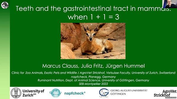 Teeth and the gastrointestinal tract in mammals: when 1 + 1 = 3