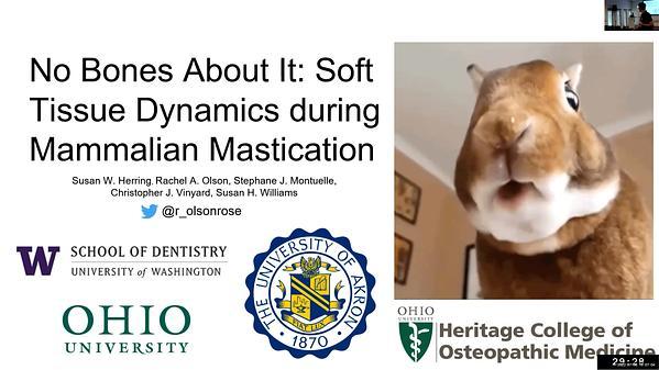 No Bones About It: Soft Tissue Dynamics during Mammalian Mastication
