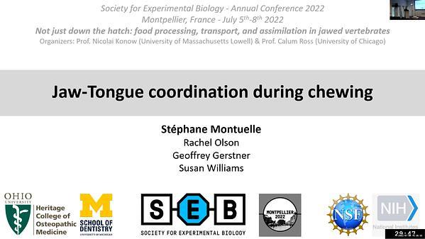 Jaw-tongue coordination during chewing in Pigs