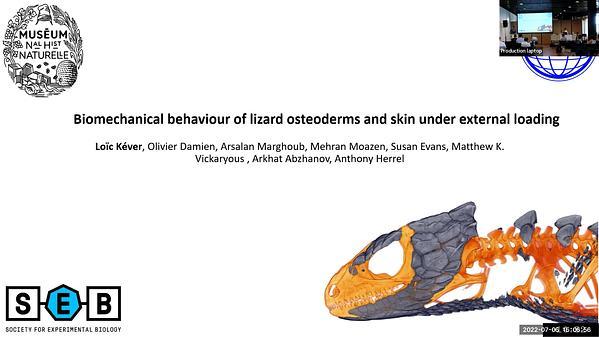 Biomechanical behaviour of lizard osteoderms and skin under external loading