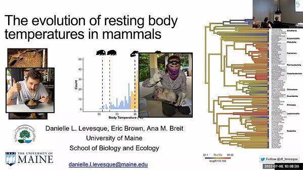 The evolution of resting body temperatures in mammals