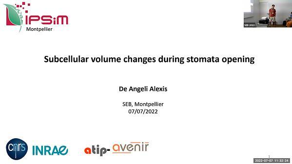 Subcellular volume changes in stomata opening: vacuolar vs cytosolic volume changes.