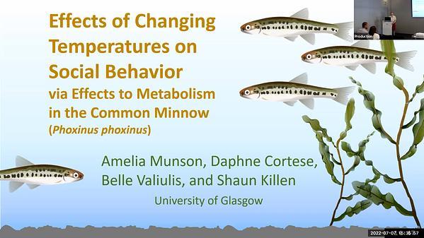 Effects of changing temperatures on social behavior via effects to metabolism in the common minnow (Phoxinus phoxinus)