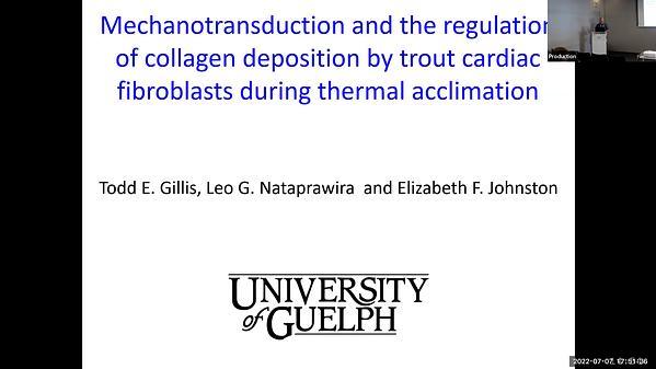 Mechanotransduction and the regulation of collagen deposition by trout cardiac fibroblasts during thermal acclimation