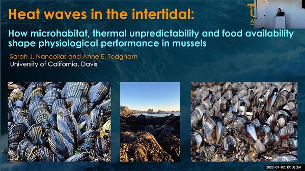 Heatwaves in the intertidal: how microhabitat, thermal unpredictability, and food availability shape physiological performance in mussels