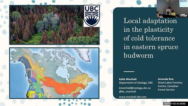 Local adaptation in the plasticity of cold tolerance in the eastern spruce budworm