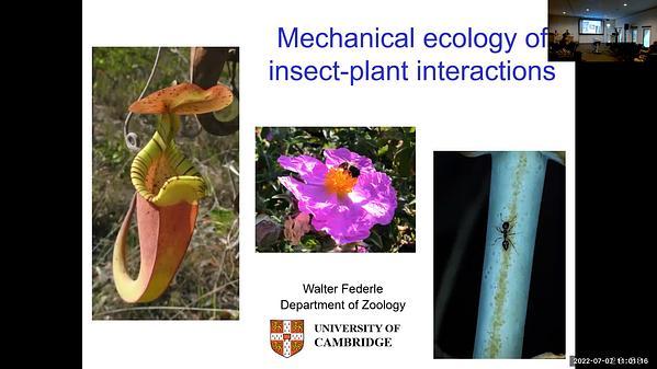 Mechanical ecology of insect-plant interactions