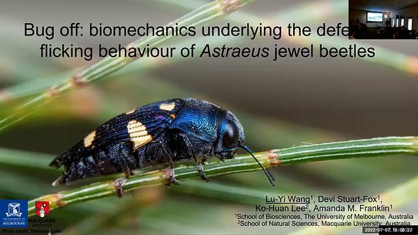 Bug off: biomechanics underlying the defensive flicking behaviour of Astraeus jewel beetles