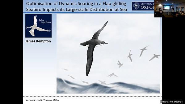 Optimisation of dynamic soaring in a flap-gliding seabird impacts its distribution at sea