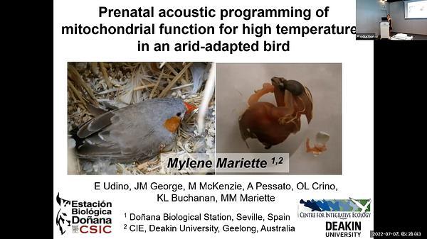 Prenatal acoustic programming of mitochondrial function for high temperatures in an arid-adapted bird