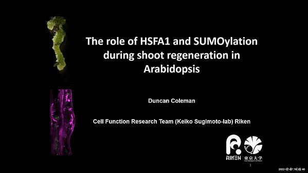 The role of SUMOylation during shoot regeneration in Arabidopsis