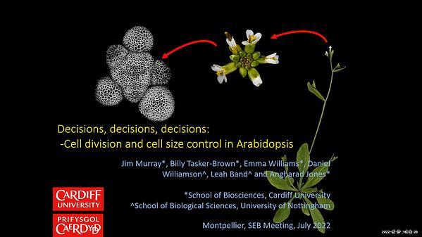 Decisions, decisions, decisions: Cell division and cell size control in Arabidopsis.
