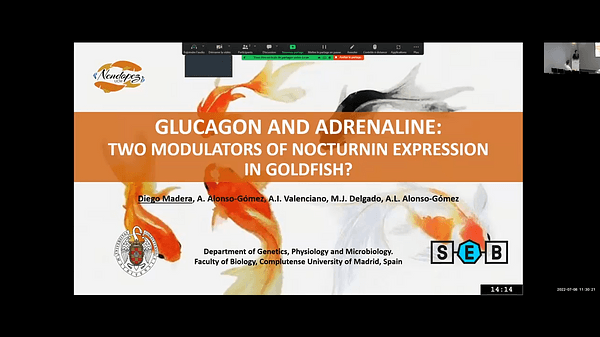 Glucagon and adrenaline: two modulators of nocturnin expression in goldfish?