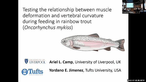 Testing the relationship between muscle deformation and vertebral curvature during feeding in rainbow trout (Oncorhynchus mykiss).