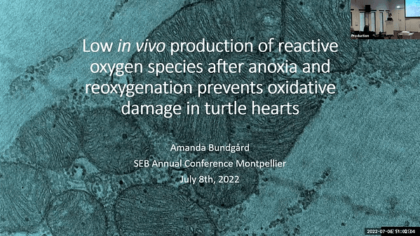 Low in vivo production of reactive oxygen species after anoxia and reoxygenation prevents oxidative damage in the turtle heart