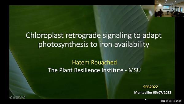 Chloroplast retrograde signaling pathway to adapt photosynthesis to nutrient availability
