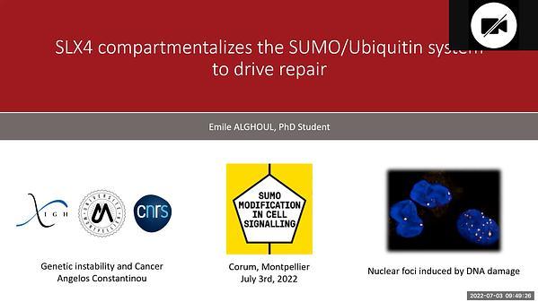 SLX4 compartmentalizes the SUMO/Ubiquitin system to drive repair