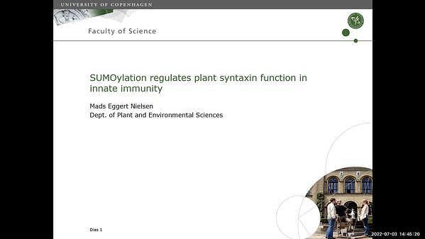 SUMOylation regulates plant syntaxin function in innate immunity