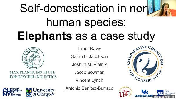 Self-domestication in non-human species: elephants as a case study