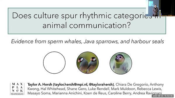 Does culture spur rhythmic categories in animal communication? Evidence from sperm whales, Java sparrows, and harbour seals