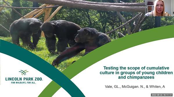 Testing the scope of cumulative culture in groups of young children and chimpanzees