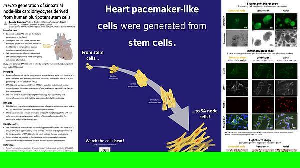 Cardiology - In vitro generation of sinoatrial node-like cardiomyocytes derived from human pluripotent stem cells - Cardiology